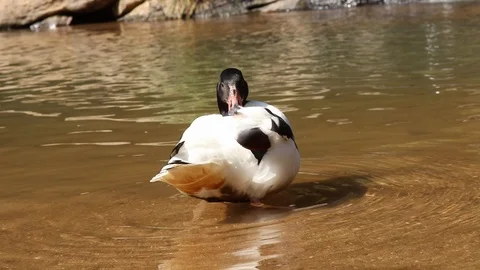 Duck standing on the stream and cleaning feathers Stock Footage 108421700