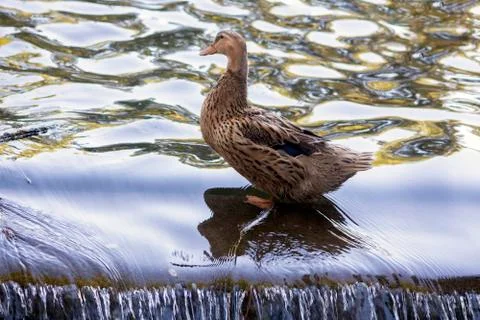 Duck standing on the threshold of water. Stock Photos