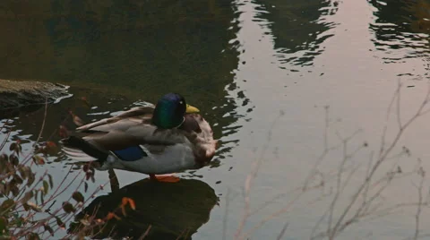 Duck standing on the waters edge in central park Stock Footage 59828706