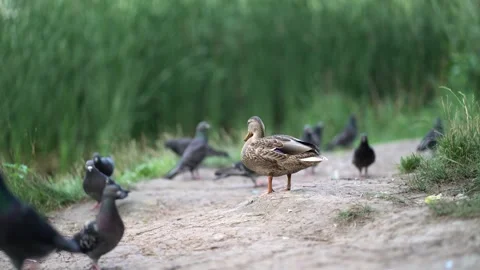 Duck stands confidently among a flock of pigeons on a dirt path in a green park Video stock 340481461