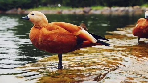 Duck stands on the edge of a waterfall Stock Footage 80573761
