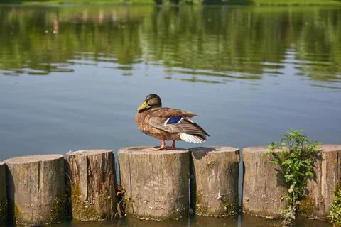 A duck stands on a log Stock Photos