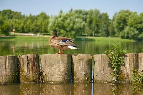 A duck stands on a log Stock Photos