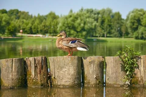 A duck stands on a log Stock Photos