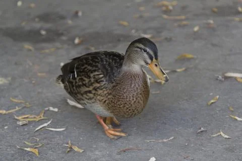 Duck stands as a model Stock Photos
