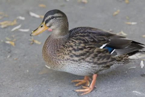 Duck stands as a model Stock Photos
