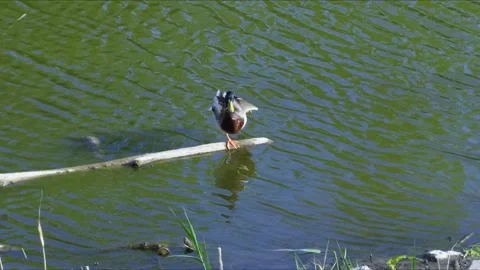 A duck stands on one leg on a floating branch in the water, creating an atm.. Stock Footage 308403597