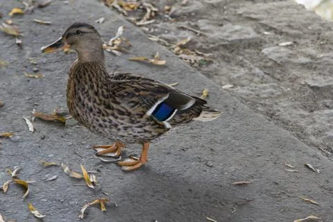 Duck stands as ... Foto stock