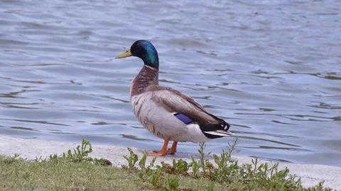 Duck Stands by Pond (1) Stock Footage 89632953