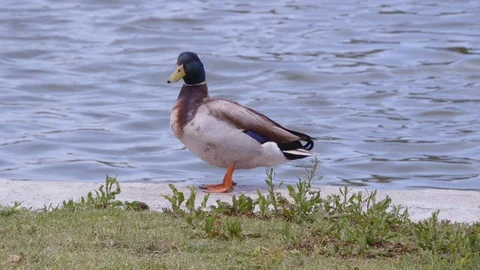 Duck Stands by Pond (2) Stock Footage 89636181