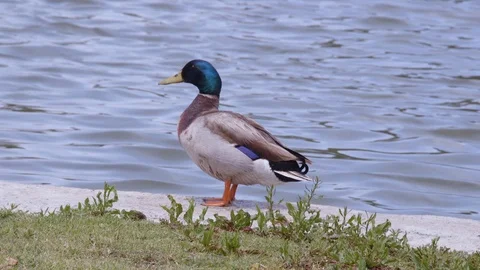 Duck Stands by Pond (3) Stock Footage 89634687