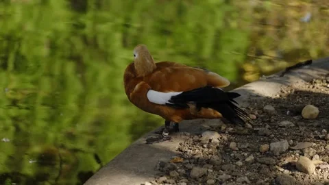 A duck stands by the pond and cleans its feathers with calm movements. The scene Stock Footage 325788125