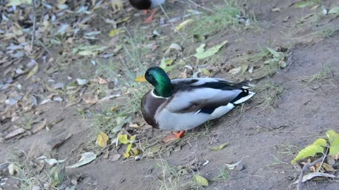 Duck stands on the shore Stock Footage 162692504