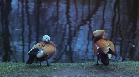 A duck stands on the shore of the lake. Video stock 50119844