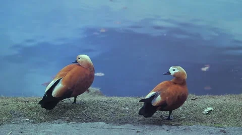 A duck stands on the shore of the lake. Vidéo 50122681