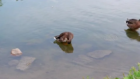 The duck stands in the water and washes. Birds Animals. Stock Footage 166316863