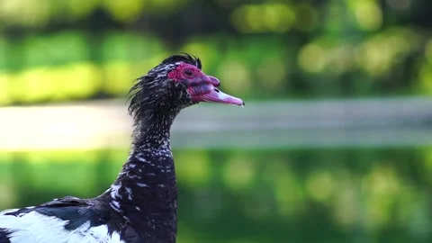 Duck staring Stock Footage 169617809