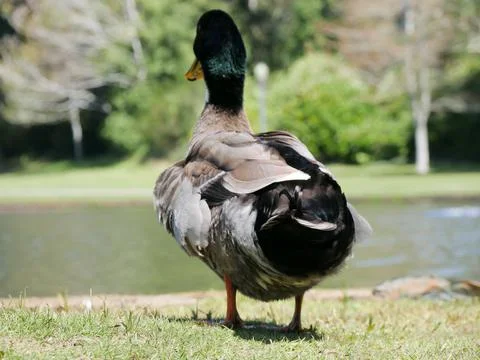 Duck staring at pond Stock Photos