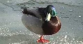 Duck staying on one leg in cold winter Vídeos en HD