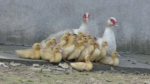 Duck Stock in Alert  Scared Stock Footage 77245562