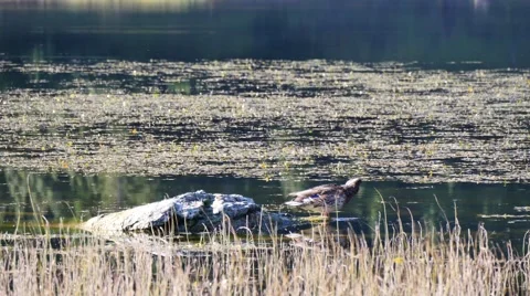 Duck on a stone in the lake Video stock 42999461