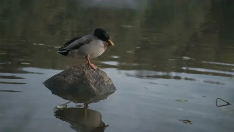 Duck on a stone in a pond Vidéo 168907103