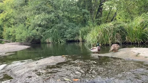 Duck on a stone in the river and another duck climbing to drink water Stock Footage 317112071