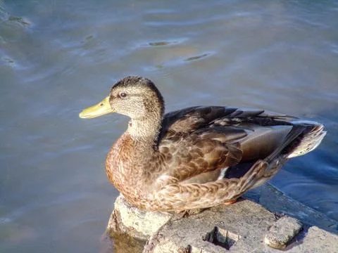 Duck on a stone in the river Fotos de archivo