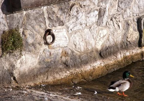 Duck stone wall Stock Photos
