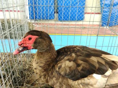 Duck on straw in a cage Photos