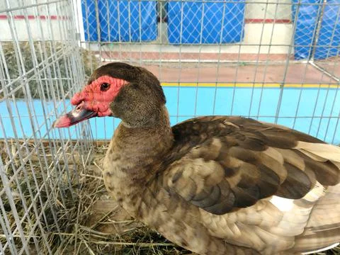 Duck on straw in a cage 库存照片