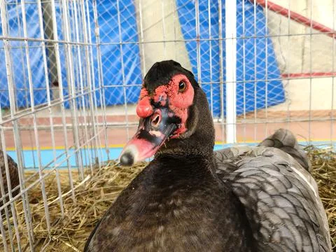 Duck on straw in a cage Фото