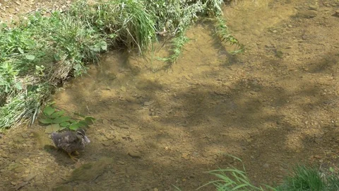 A duck in a stream Stock Footage 76009357