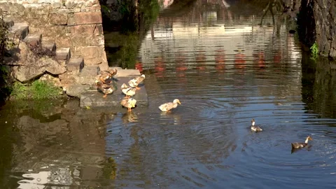 Duck in the stream Stock Footage 167748838