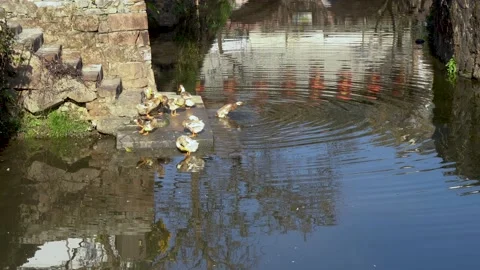 Duck in the stream Stock Footage 167748869