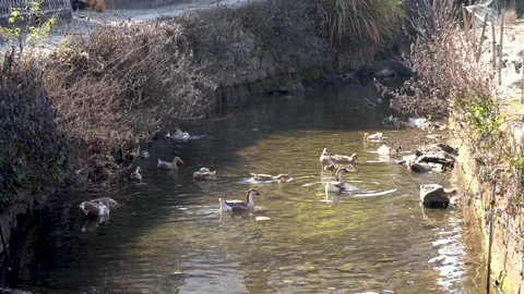 Duck in the stream Stock Footage 167748878