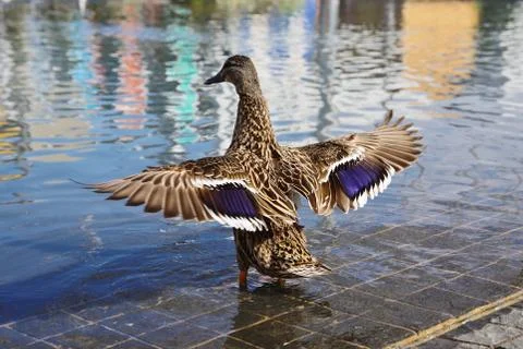 Duck with stretched wings. Stock Photos