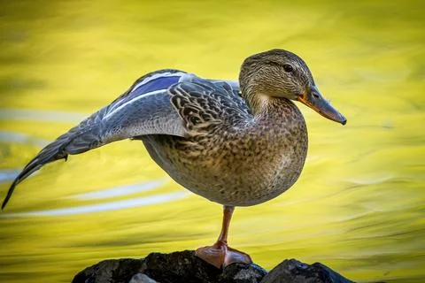 Duck stretches wing. Stock Photos