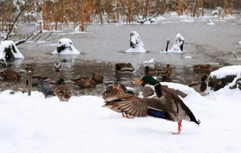 This duck stretching his wings while preparing to fly to warmer lands. Fotos Stock