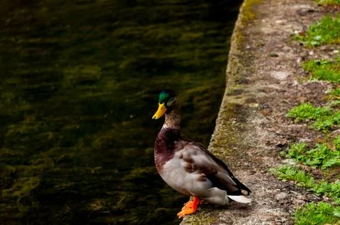 Duck stunding on the concreate wall Stock Photos
