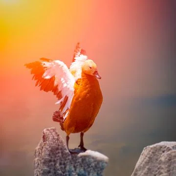 Duck sun rays lake Stock Photos