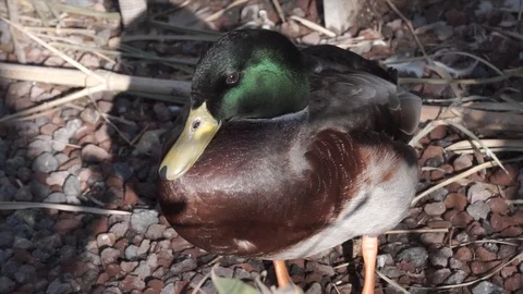 Duck is sunbathing in forest. Cute wild animal is resting on road.  Stock Footage 126732525
