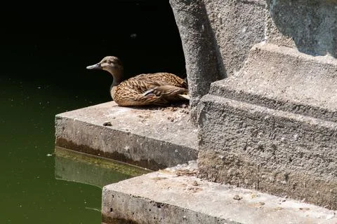 Duck Sunbathing on the Foundation of a Bridge Stock-Fotos
