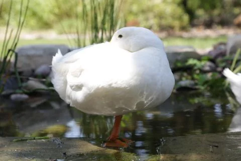 Duck Sunbathing Foto stock
