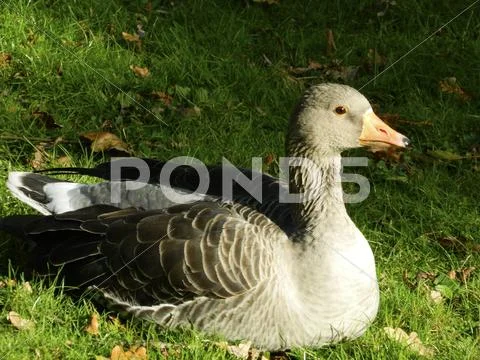 Duck in sunlight Stock Photos