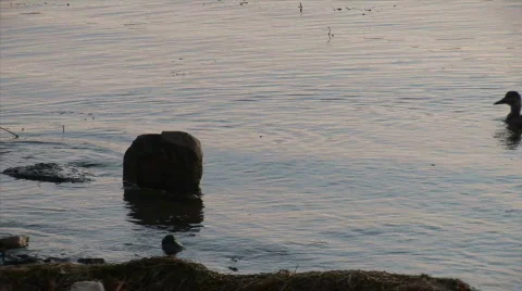 Duck &amp; Sunset HD Video stock 529166