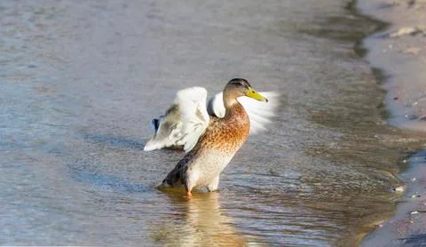 Duck in a sunset Stock Photos