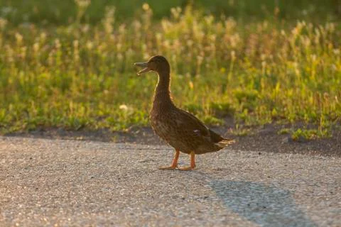 Duck in the sunset Stock Photos