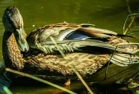 Duck at sunset Stock Photos