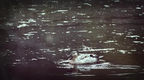 Duck in a swamp 스톡 사진